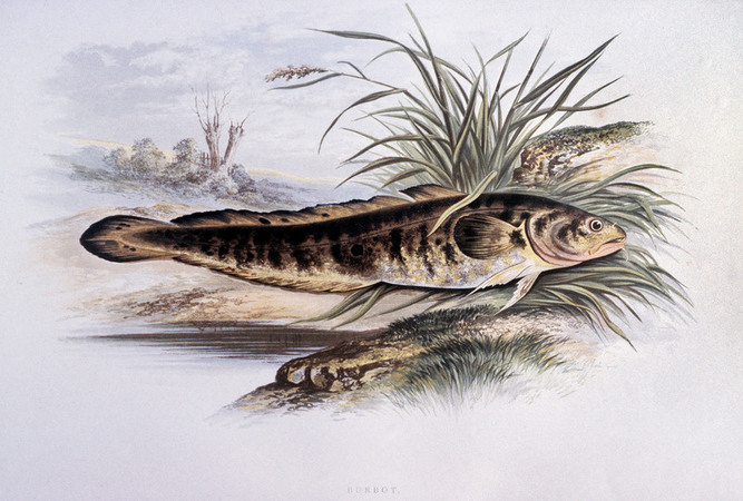 BURBOT PESCE DI FIUME