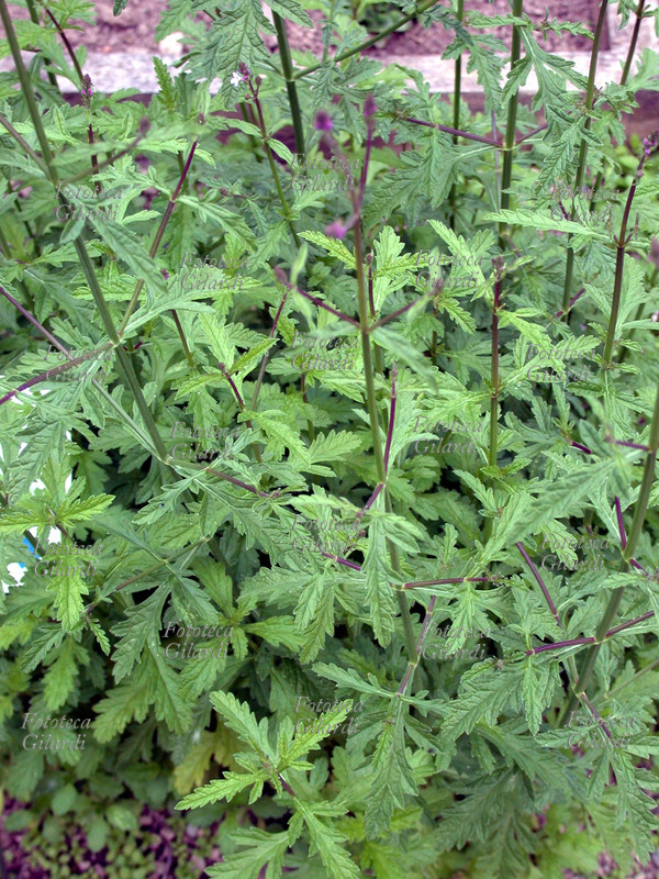 VERBENA OFFICINALIS, famiglia delle Verbenaceae. Chiamata comunemente erba turca, barbegna, purecella, erba della milza, birbina, virminaca, crebena. Le proprietà riconosciute alle sommità fiorite della Verbena sono diverse: la tradizione popolare ne sfrutta il sapore amaro per stimolare l\