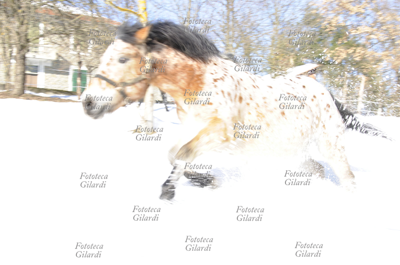 CAVALLO E NEVE corsa giocosa di cavallo libero nella neve, in una bella giornata di sole abbagliante. Ponzone (AL) 2010