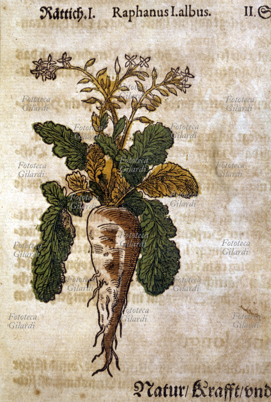 ERBARI Ravanello selvatico (Raphanus I. Albus). Pianta intera fiorita con radice a fittone. Da \