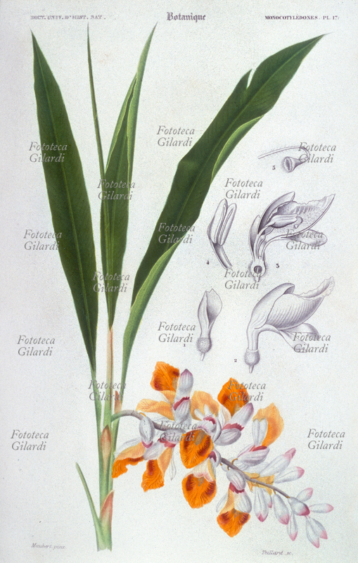 BOTANY "Alpine flowers with pendants." Plate 17 of Volume III, devoted to Monocotyledons, from the "Dictionnaire Universel d\