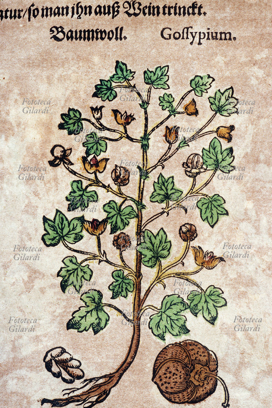 ERBARI Cotone (Gossypium). Intera pianta sradicata e dettaglio dell\