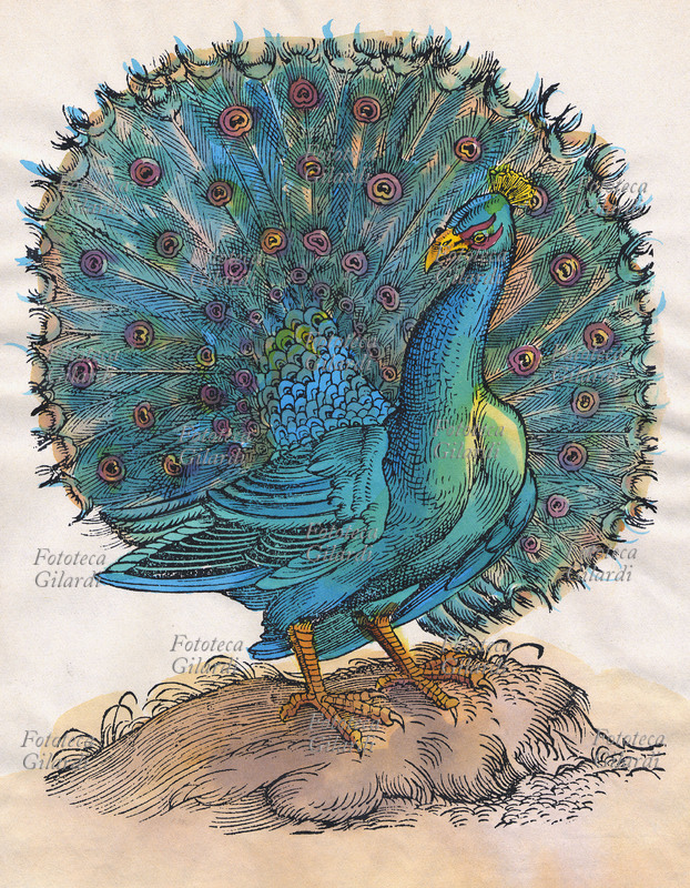 PEACOCK multicolored displays its impressive wheel of feathers. Watercolor woodcut, Italy 17th century.