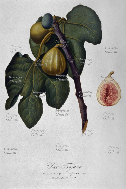 ERBARI Fico Trojano (Ficus carica sativa), pianta femminile. Rametto apicale con frutti e siconio sezionato con evidenza dell\