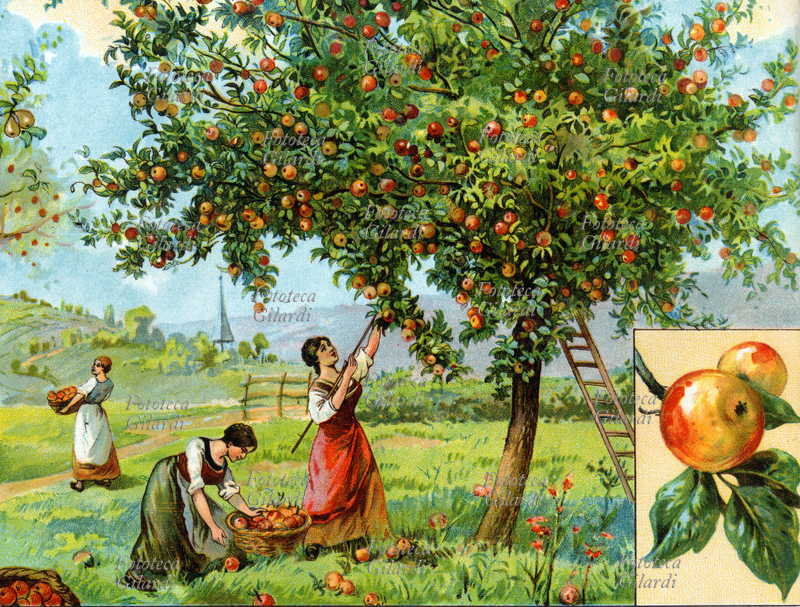 AGRICOLTURA La raccolta delle mele. Dettaglio di tavola illustrata da \