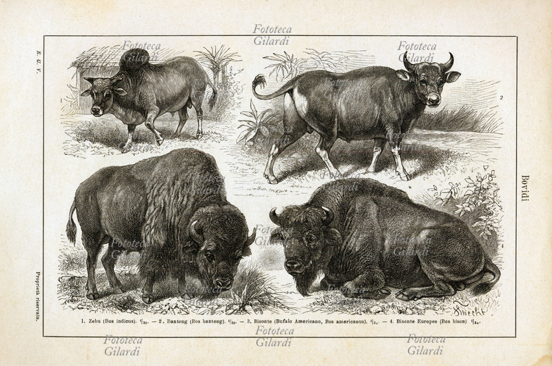 BISONTE table from various encyclopedia XIX century with species of Bovidi 1. Zebu (bos indicus) 2. Banteng (bos banteng); 3. Bisonte (Bufalo American, Bos, americanus) 4. European Bisonte (Bos bison)