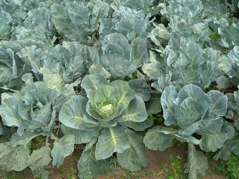 ORTO coltivato a cavoli - Il cavolo (Brassica oleracea) è una pianta appartenente alla famiglia delle Brassicacee. Trentino Alto Adige, fotografia Elena Piccini 2008