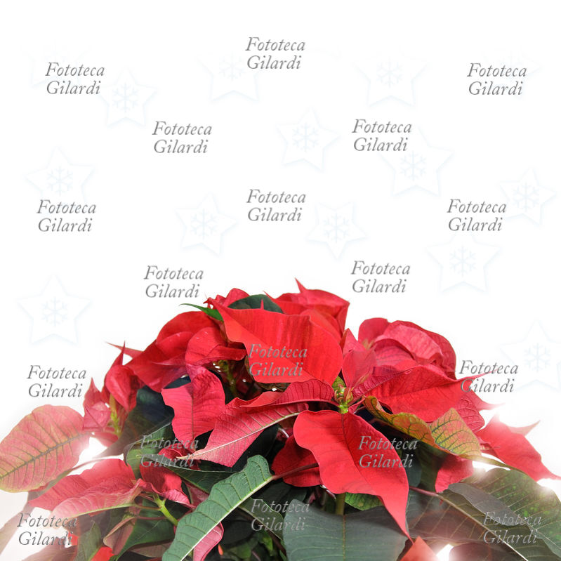 POINSETTIA Euphorbia pulcherrima, nota come Poinsettia; pianta ornamentale originaria del Messico, in Italia chiamata popolarmente Stella di Natale. La spettacolare fioritura invernale di un rosso intenso ne fa una apprezzata decorazione floreale tipicamente natalizia. Fotografia di Patrizia Piccini, Italia 2010