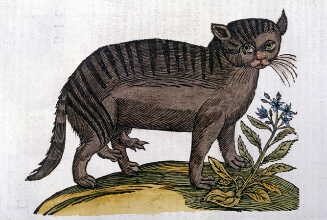 GATTA CON SEI ZAMPE GATTA CON SEI ZAMPE