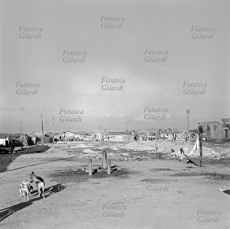 VEDUTE tre cani passeggiano nell\