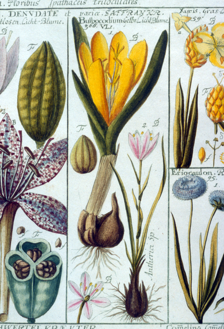BULBOCODIUM SAFFRAN BULBOCODIUM SAFFRAN