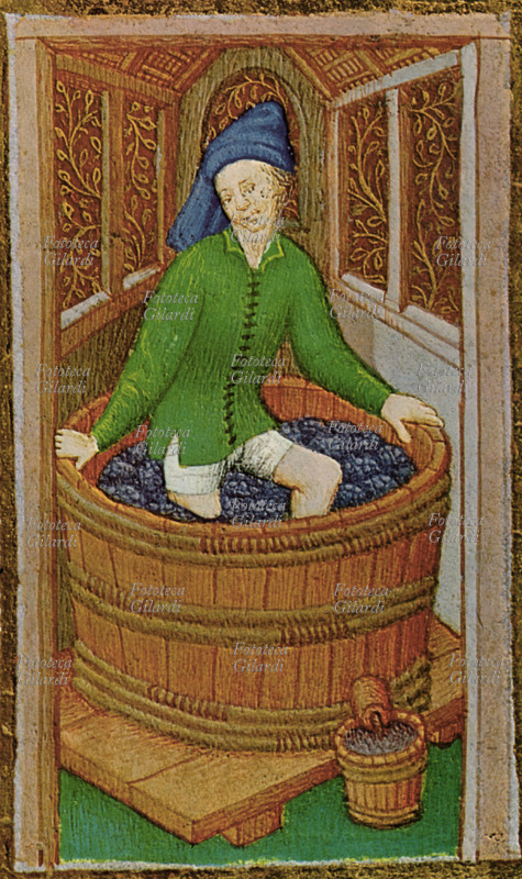VINO Miniatura medioevale raffigurante la pigiatura dell\