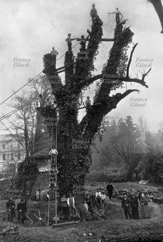 MESTIERI taglio del noce gigante nell\