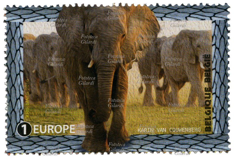 FRANCOBOLLO della serie "Specie minacciate" emessa dalla Posta belga su disegno di Kris Maes: Elefante africano, fotografia di Karin Van Couwenberg. Il valore nominale non è espresso in valuta, ma fa riferimento alla tariffa "1 Europe". Belgio, emissione 22 agosto 2016