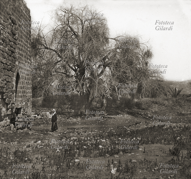PALESTINA Gerico: la casa e il Sicomoro di Zaccheo. Fotografia, 1890 circa