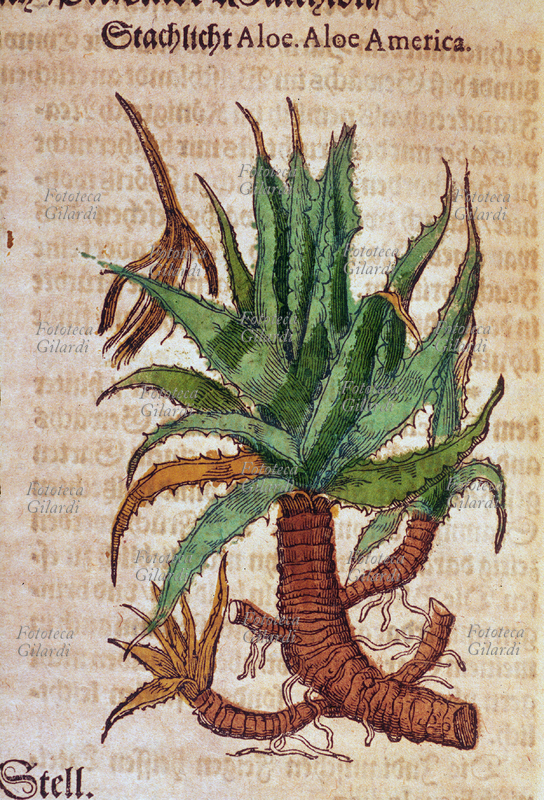 ERBARI Aloe (Aloe America). Pianta intera, comprese le radici. Da \