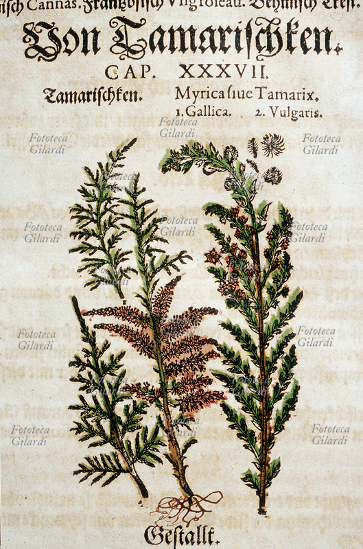 ERBARI Tamarix Gallica e Vulgaris (Tamerice o Tamarice). Arbusto o piccolo albero comune nei luoghi paludosi vicini al mare. Da \
