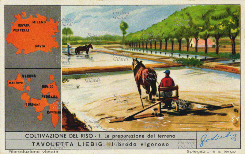 RISO La preparazione del terreno: per ottenere una buona risaia occorre preparare il terreno perfettamente spianato che permetta un\