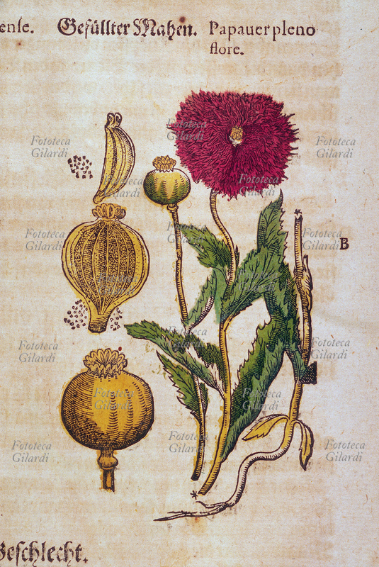 ERBARI papavero (Papaver plenofiore) fiore e pistillo sezionato, foglie, semi e radici. Da \