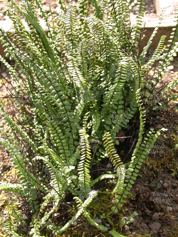 ASPLENIUM TRICHOMANES L. famiglia delle Aspleniaceae, chiamata comunemente Erba rugginina. Le sue proprietà officinali sono emollienti, antiinfiammatorie, decongestionanti, aromatizzanti. Cresce sui muri umidi. Fotografia di Elena Piccini, Italia 2004.