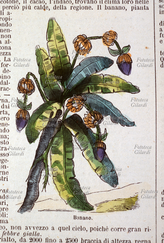 BANANO (musa sapientum) carico di infiorescenze e frutti. Pianta tropicale delle musacee con grandi foglie e fusto formato dalle guaine delle stesse. La nomenclatura linneana \