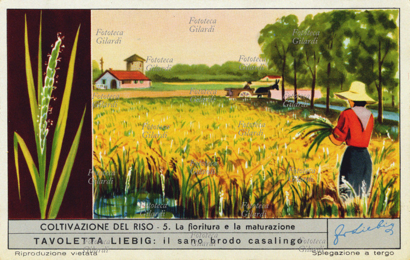 RISO La fioritura e la maturazione: verso i primi di agosto appaiono i fiori di riso, a cominciare dall\