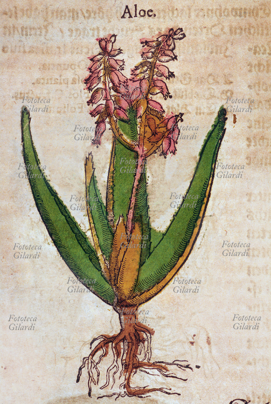ERBARI Aloe (Aloe). Pianta intera con fiori, comprese le radici. Da \