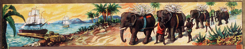 ELEFANTE africano. Carovana di elefanti trasporta grandi quantità di avorio per l\