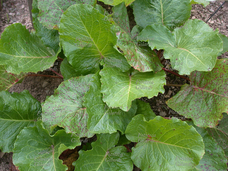 RABARBARO ALPINO Rumex Alpinus L., famiglia delle Poligonaceae, foglie. Le sue proprietà sono lassative, diuretiche, depurative, coleretiche. Il rizoma si raccoglie in autunno scavandolo con una zappa; si lava per togliere la terra, si eliminano le radichette e si seziona in dischi o in pezzi per facilitare l\