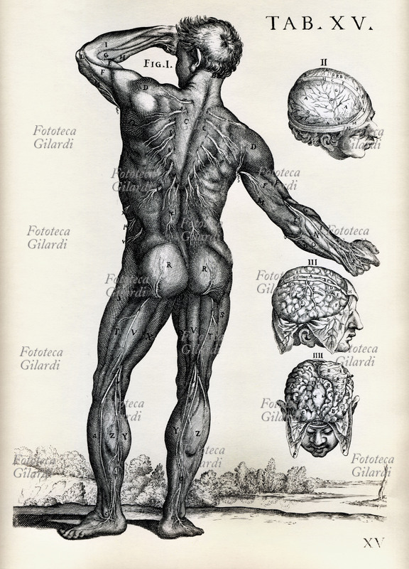 ANATOMIA fig. 1: Sistema nervoso di superficie visto dal dorso. Fig.2: Fig. 3: Fig. 4: sezioni del cranio e vedute del cervello. Tavola anatomica disegnata da Pietro Berrettini detto da Cortona (1596-1669) pittore ed architetto, fra i creatori e protagonisti del barocco.