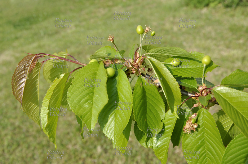FRUTTICOLTURA ciliegio (Prunus avium) con frutti appena accennati; chiamato anche ciliegio degli uccelli o ciliegio selvaggio, si tratta di una pianta da frutto appartenente alla famiglia delle Rosacee, genere Prunus. Assieme al Prunus cerasus, esso è una delle due specie di ciliegio selvatico che sono all\