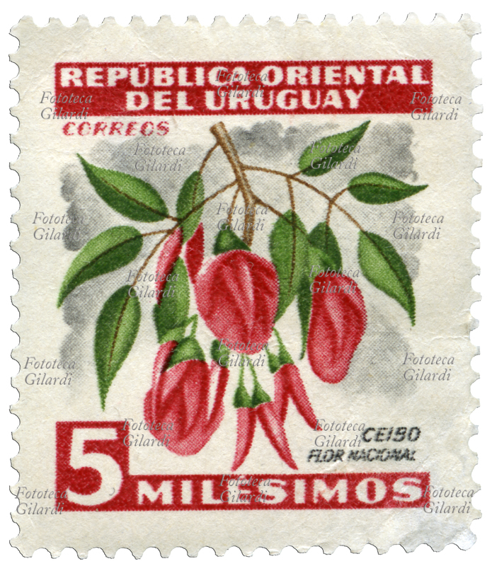 FRANCOBOLLO della serie "Motivi del paese" emessa dalla Posta uruguaiana: Ceibo (Erythrina crista-galli), il fiore emblema nazionale. Valore nominale 5 milésimos, fotoincisione. Repubblica Orientale dell\