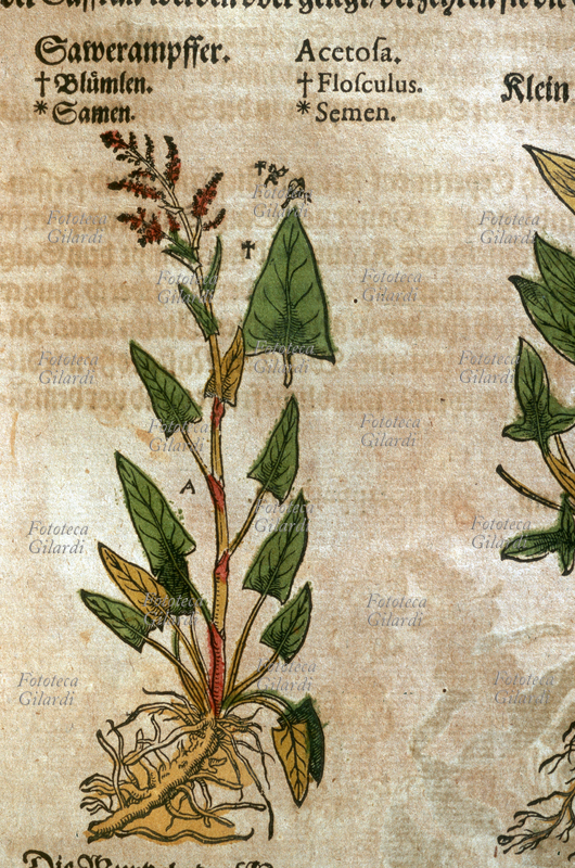 ERBARI Acetosa (Acetosa). Pianta intera sradicata, dettaglio dei fiori e dei semi. Da \