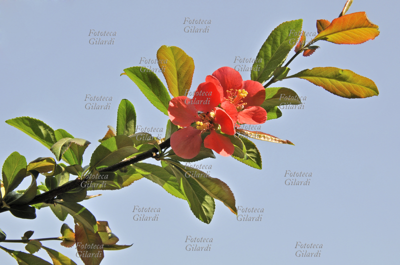 FRUTTICOLTURA arbusto fiorito di Chaenomeles japonica, a ricordare le sue origini orientali; i fiori del chaenomeles ricordano molto i fiori dei meli, verso la fine della fioritura compaiono anche le foglie. In primavera inoltrata ai fiori seguono piccoli frutti, simili a piccole mele cotogne, di sapore asprigno ed allappante; si tratta di frutti commestibili, anche se possono venire mangiati solo dopo cottura, vengono talvolta utilizzati in composte o marmellate, oppure aggiunti a confetture di altri frutti, per renderle più dense, vista la ricchezza di pectina di queste piccole mele. Fioritura in aprile tardo. Fotografia, Ponzone (AL), 2011