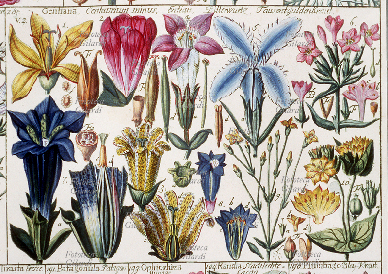 ERBARI Genziana, Centaurium minus, Entian, Bittenwurtz, Tausentguldenkraut. Tav. 12. Classis V, Petandria.Da: “Tabulae phytographicae” di Johannes Gessner (1709-1790) medico, botanico, matematico e naturalista svizzero; seguace e corrispondente di Linneo (1707-1778), fu tra i primi ad adottare i suoi metodi di classificazione. Le sue tavole fitografiche, minuziosamente compilate seguendone i criteri, furono pubblicate postume a cura di Christoph Salomon Schinz (1764-1847), Turici (Zurigo), Impensis Johannis Henrici Fuessli, filii, 1795