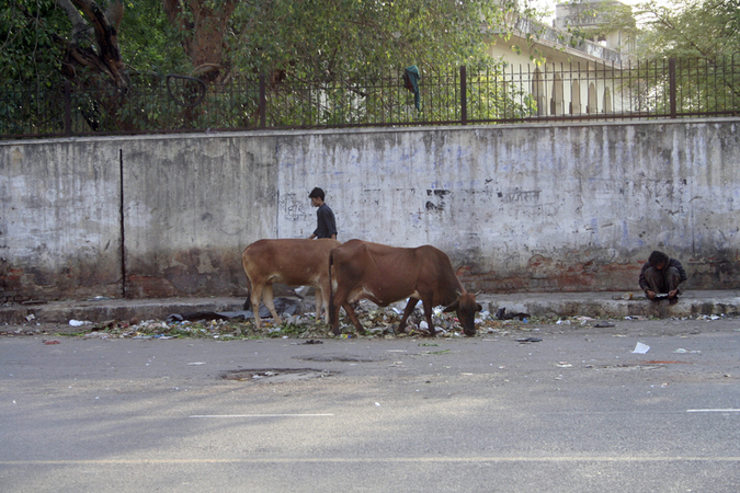 DELHI TWO SACRED VACCHE ARE FED BETWEEN THE REFUSALS DELHI TWO SACRED VACCHE ARE FED BETWEEN THE REFUSALS