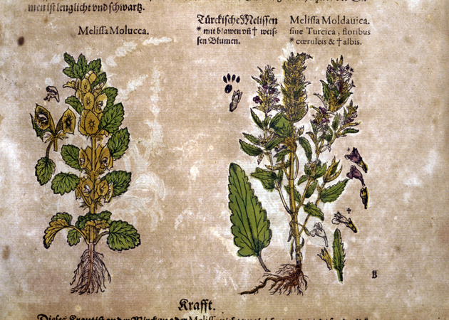 MELISSA MOLUCCA E MELISSA MOLDAVICA MELISSA MOLUCCA E MELISSA MOLDAVICA