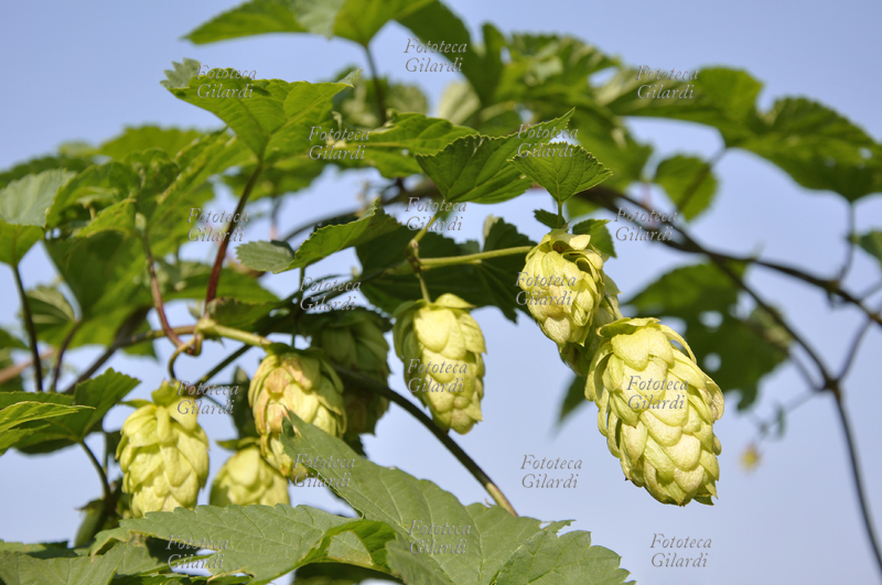 LUPPOLO Cresce spontaneamente sulle rive dei corsi d\