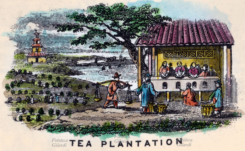 TÈ Piantagione di tè in Cina. Etichetta per importatore inglese. Incisione acquarellata su acciaio, Robinsons, Bristol, Gran Bretagna, XIX secolo.