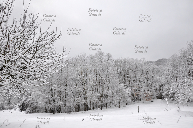 INVERNO veduta di bosco in collina, distesa di neve Fotografia di Patrizia Piccini, febbraio 2010