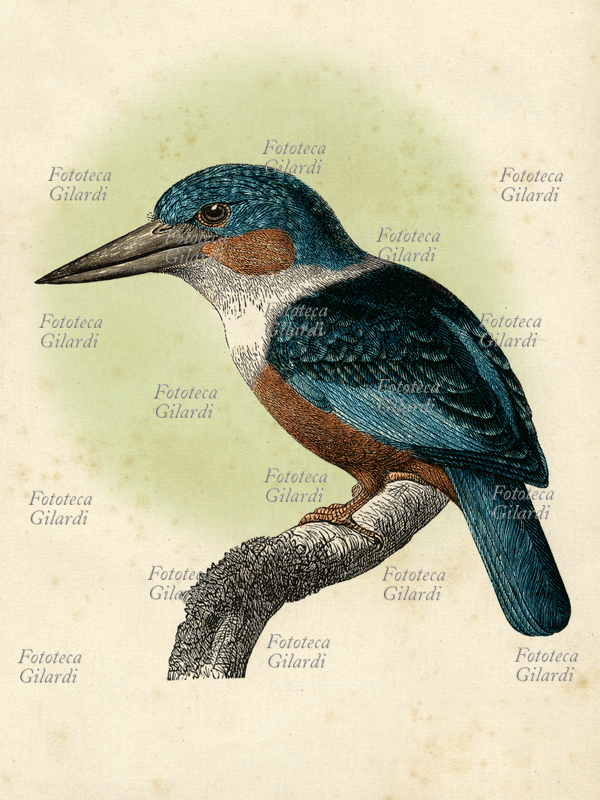 UCCELLI - Alcedo atthis atthis, la sottospecie del Martin pescatore comune che nidifica in Italia meridionale e nel Nordafrica, Kashmir e Siberia, svernando in Nubia, penisola arabica e Pakistan. Incisione del XIX secolo colorata digitale, 2017