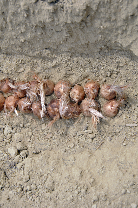LA SEMINA DELLO ZAFFERANO (Crocus sativus) pianta della famiglia delle Iridaceae. Come si presentano i bulbi a dimora alla fine del solco, visione ravvicinata. Coltivazione biologica in Basso Piemonte (Monferrato). La graziosa pianta da bulbo è coltivata in Asia minore e in molti paesi del bacino del Mediterraneo tra i quali l\