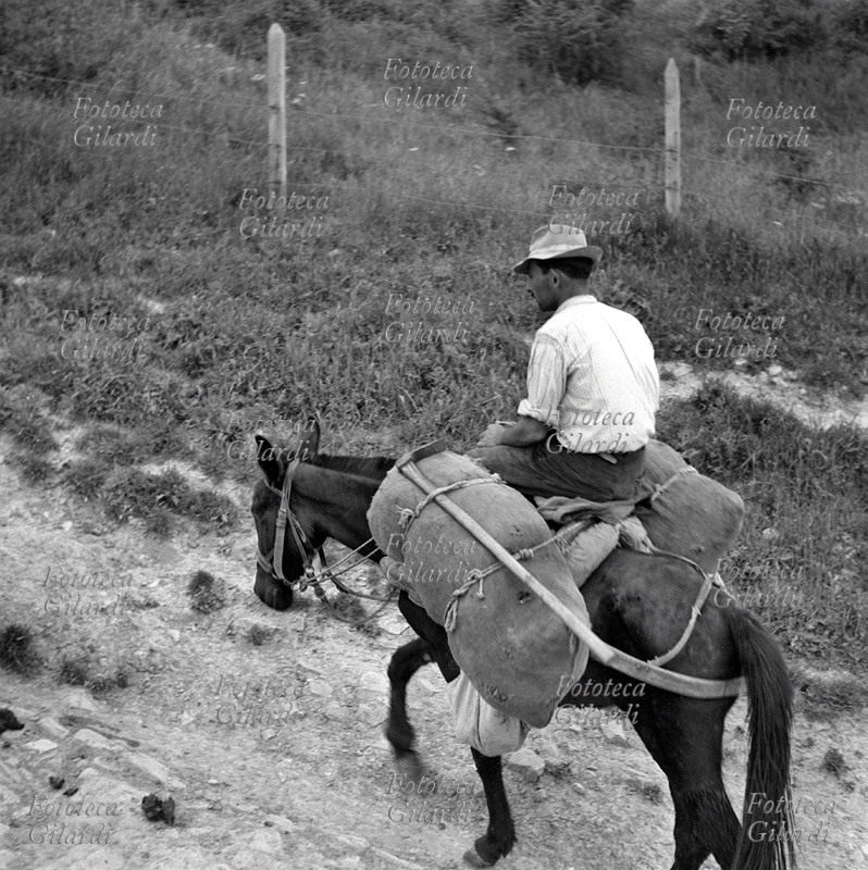 AGRICOLTURA contadino al ritorno dai campi a cavallo di un mulo, caricato anche di due sacchi del raccolto e degli attrezzi da lavoro. Fotografia di Ando Gilardi (1921 - 2012) #andogilardi, Lucania 1957.