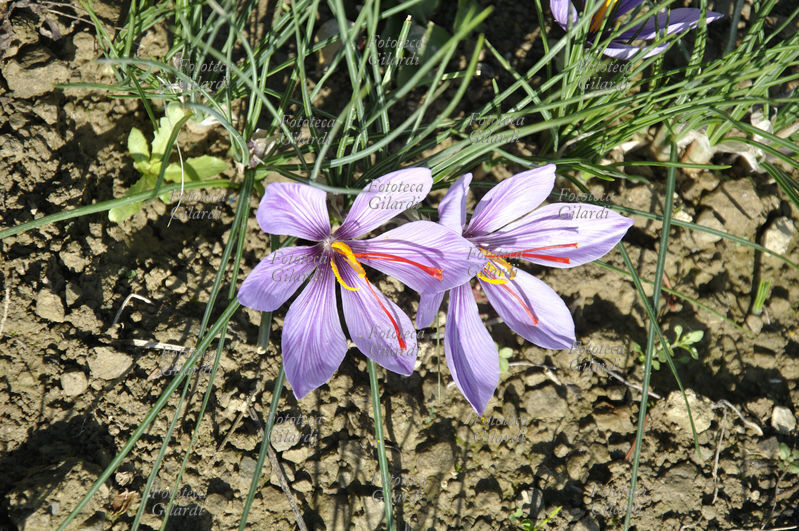 ZAFFERANO (Crocus sativus) pianta della famiglia delle Iridaceae, coltivazione biologica su appezzamento di terreno in Basso Piemonte (Monferrato). La graziosa pianta da bulbo è coltivata in Asia minore e in molti paesi del bacino del Mediterraneo tra i quali l\
