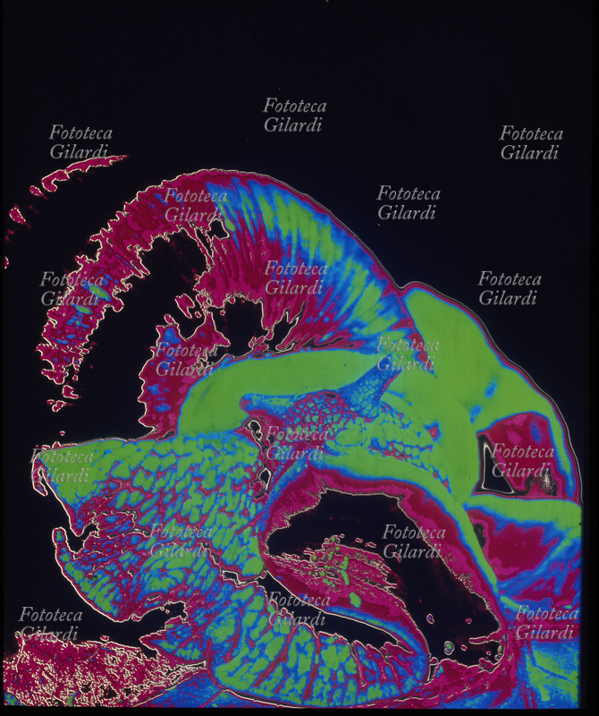 COLORI ARBITRARI elaborazione cromatica della macrofotografia di una chiocciola. Sfondo nero, toni di verde, rosso e blu. Il sofisticato procedimento di colorazione creativa arbitraria è stato ideato dall\