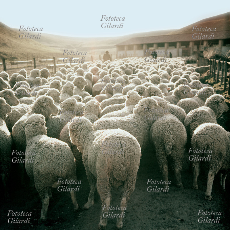 OVINI Gregge di pecore con pastore, all\
