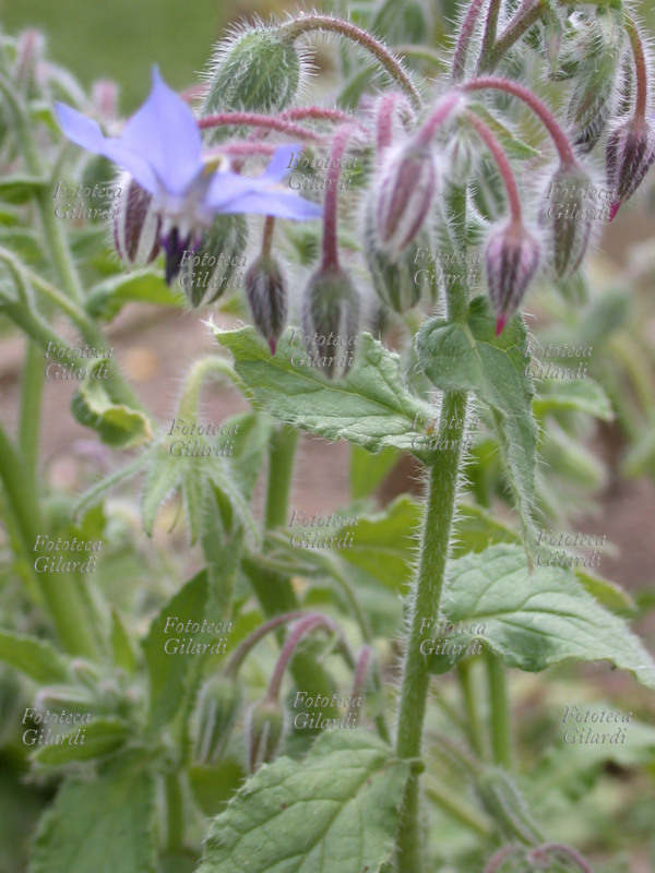 BORRAGINE Borago officinalis. È un\