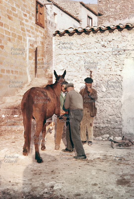 MANISCALCO sta ferrando un mulo a Palma di Montechiaro (Agrigento). Un aiutante regge il piede dell\