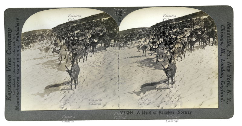NORVEGIA Mandria di renne nella neve, Ghiacciaio di Hardange. Fotografia stereoscopica, Keystone View Company, Underwood & Underwood Inc. Publishers, USA 1900 circa