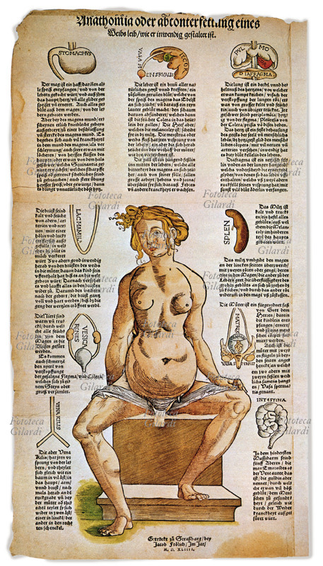 MEDICINA Tavola anatomica da un trattato di medicina del Rinascimento, illustrante l\